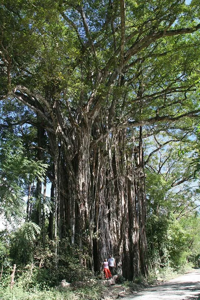 Árbol Higuerón Gigante
