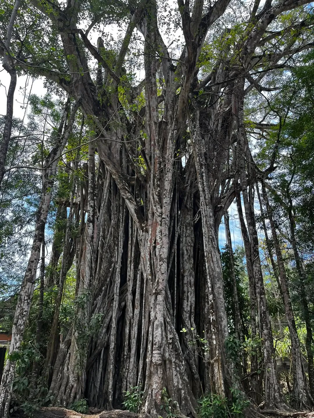 Árbol Higuerón Gigante — foto 1